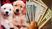 Familia ofreció sueldo de US$120.000 por cuidar a sus perros: ¿qué pasó con la convocatoria?