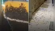 ¿Por qué se reporta una plaga de grillos en Piura y Lambayeque? Esto dicen los especialistas