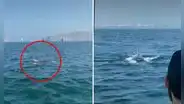 Callao: registran avistamiento de ballenas debido a cambios climáticos por fenómeno El Niño