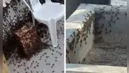Plaga de grillos invade casas y establecimientos en Lambayeque