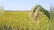 Producción de arroz creció más de 11% en el primer cuatrimestre del 2023