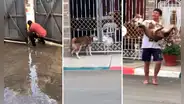 Husky escapa de casa y dueño lo encuentra con perrita de su vecina: “Cachorra le robó el corazón”