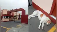 Chorrillos: piden ayuda para adoptar a perrito abandonado desde hace 3 días