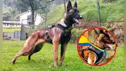 No aparece Wilson: probabilidad de hallar al perro héroe "es prácticamente nula”, según general