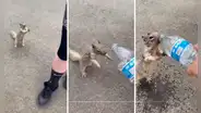 Ardilla pide agua usando señas y escena asombra a usuarios en redes sociales