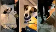 Perrito pide 'con respeto' a policía peruano que le dé comida y así reaccionó el oficial