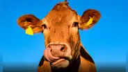 Una vaca fue vendida por S/14 millones: ¿de qué raza es el animal y por qué cuesta tanto?