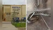 Mujer lucha por su vida tras ser atacada por una serpiente en Piura