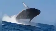 ¿Cuándo inicia la mejor temporada para ver ballenas jorobadas en Piura y Tumbes?