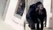 La emotiva reacción de una chimpancé al ver por primera vez el cielo: vivió enjaulada toda su vida