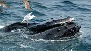 Avistamiento de ballenas: ¿se puede observar este mamífero en las playas de Lima y Callao?