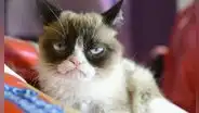 Investigan a colegio donde una fue niña cuestionada por supuestamente creerse como un gato