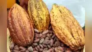 Desafíos en el cultivo de cacao en el VRAEM: baja rentabilidad, plagas y cambio climático