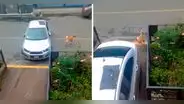 Perrito asombra al ladrar para ayudar a sacar el auto de su amo: "Se gana las croquetas"