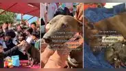 Estudiantes adoptan y le hacen baby shower a perrita callejera embarazada : “Aún creo en la humanidad”