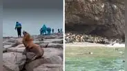 Lobos marinos muertos en orillas de las playas de Pisco preocupan a ciudadanos de la zona
