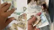 Perritos despedazan billetes de su amo y éste pide ayuda por TikTok: “¿El banco me puede recibir?”