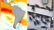 Fenómeno El Niño: 5 plagas amenazan con afectar la costa y sierra del Perú: ¿cuáles son?