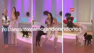 ¡Perrito juguetón causa caos en programa en vivo! Conductora sorprendida por travieso cachorro