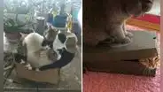 ¿Por qué a mi gato le gustan las cajas de cartón? Esto respondió la ciencia