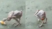 Ave sorprende con inesperado look y usuarios reaccionan: “Castillo, el pollo estaba vivo”
