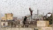 Todo lo que se sabe sobre las plagas que amenazan al Perú con el fenómeno El Niño
