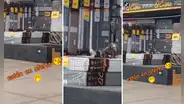 Captan a perritos jugando sobre colchones en oferta y usuarios reaccionan: “Hacen control de calidad”
