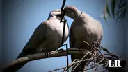 Las aves pueden 'divorciarse' y estas son las causas, según estudio científico