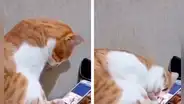 Gatito ve un video de su dueño fallecido y conmovedora reacción hace llorar a miles