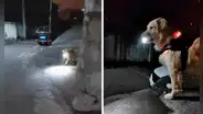 Perrito espera con una linterna a su dueña para guiarla a casa por las noches: “Ilumina su camino”