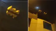Usuario capta a gallinas posadas en un cable de luz como si fueran palomas