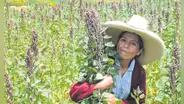 Producción de quinua cayó más de 77% hasta abril