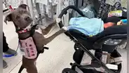 Belle, la primera “partera canina” tras asistir a mujer con autismo a dar a luz a su bebé