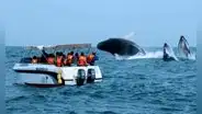 ¿Por qué vienen las ballenas a Piura y Tumbes entre julio y septiembre?