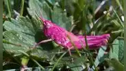 Captan extraño saltamontes rosado en un jardín de Reino Unido