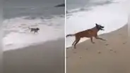 Punta Hermosa: critican a hombre por no impedir que sus perros ataquen a lobo marino varado