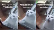 Gato ‘pide a gritos’ que lo saquen de la cocina donde había una rata: “Está aterrado”
