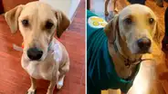 Carabayllo: familiares piden ayuda para encontrar a 'Mono', su perrito desaparecido