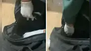 SJL: profesores hallan pistolas en mochilas de escolares tras actuación por Día del Maestro