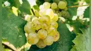 Perú es el principal exportador de uvas en el mundo