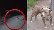 VMT: niño de 10 años queda grave tras ser atacado en brazos y piernas por perro pitbull