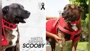 La historia de Scooby, el perro más querido de la UNSA y el club Melgar en Arequipa