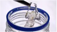 ¿Cómo los ratones transparentes ayudan a mejorar terapias contra el cáncer?