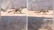 Zorro hace de las suyas y roba las gallinas en Chimbote: ¡Dejen a 'Run Run' tranquilo!
