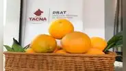 ¡Buena noticia! Tacna exportará naranjas a Chile tras obtener permisos sanitarios