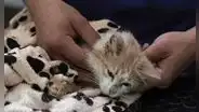 Chipre: 300.000 gatos mueren a causa de coronavirus felino