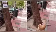 Mujer encuentra a gatito viendo el letrero que decía que estaba perdido: “Pedirá recompensa”