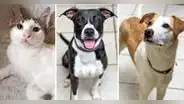 ¿Quieres un perrito? Albergue realiza jornada de adopción en Larcomar este sábado 15 de julio