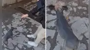 Españoles ven a un perro peruano por primera vez y se sorprenden: "¡Alta facha!"