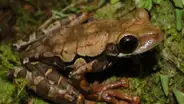 Descubren nueva especie de anfibio en el Parque Nacional Yanachaga Chemillén, en Perú